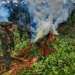 Militares destruyeron plantación de coca en Putumayo, Sucumbíos