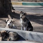 La Copa del Mundo 2030 ha generado una denuncia que ha causado preocupación en organizaciones protectoras de animales.