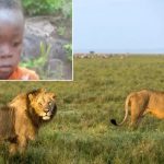 Tinotenda Pudu, un niño de siete años, permaneció cinco días perdido en un parque nacional, donde habitan decenas de leones.