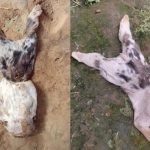 ¡Insólito! Un perrito nació con tres bocas y sin cola
