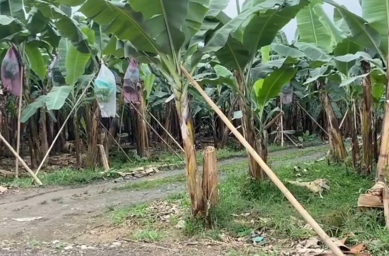 Una mujer transgénero fue hallada en un canal de riego en El Guabo, El Oro