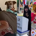 Curiosidades captadas durante las votaciones del 9 de febrero