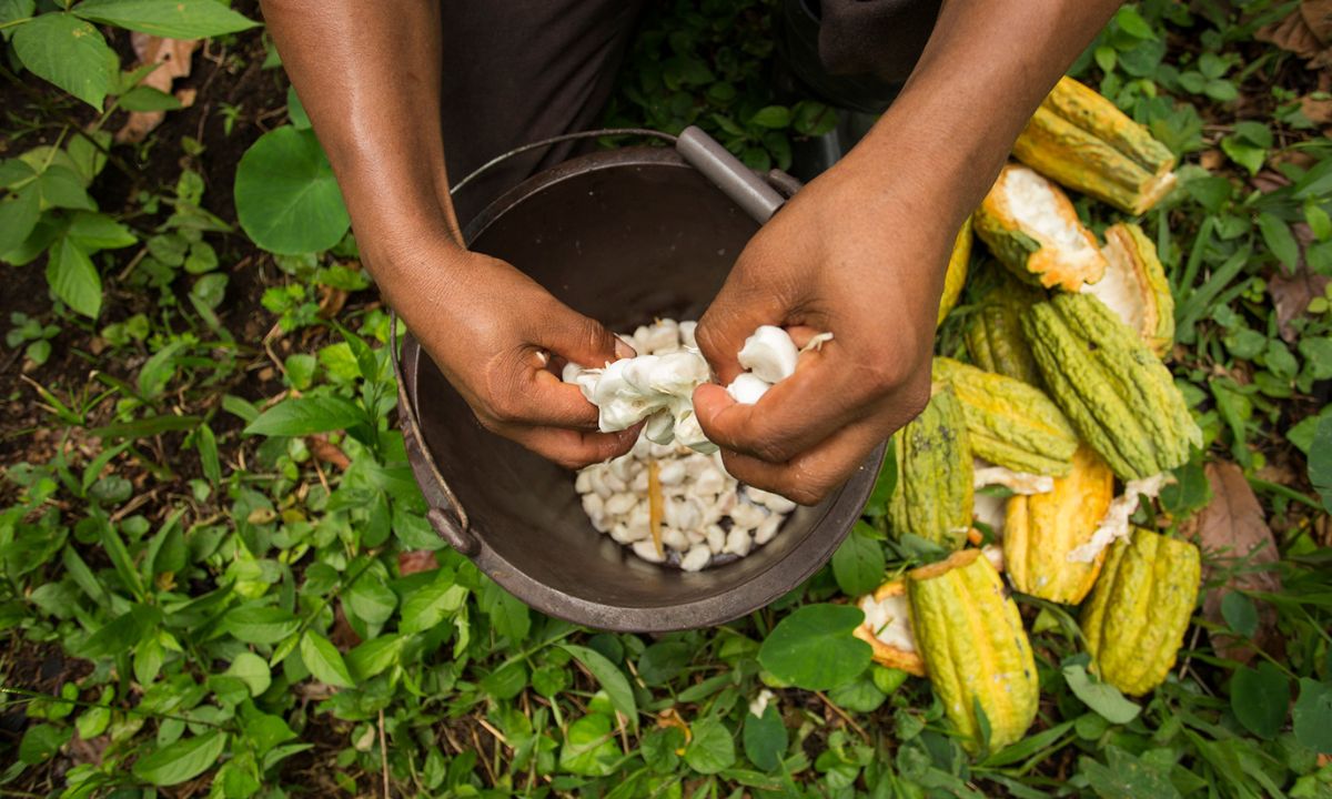 Las frutas y hortalizas representan el 33 por ciento de exportaciones no petroleras