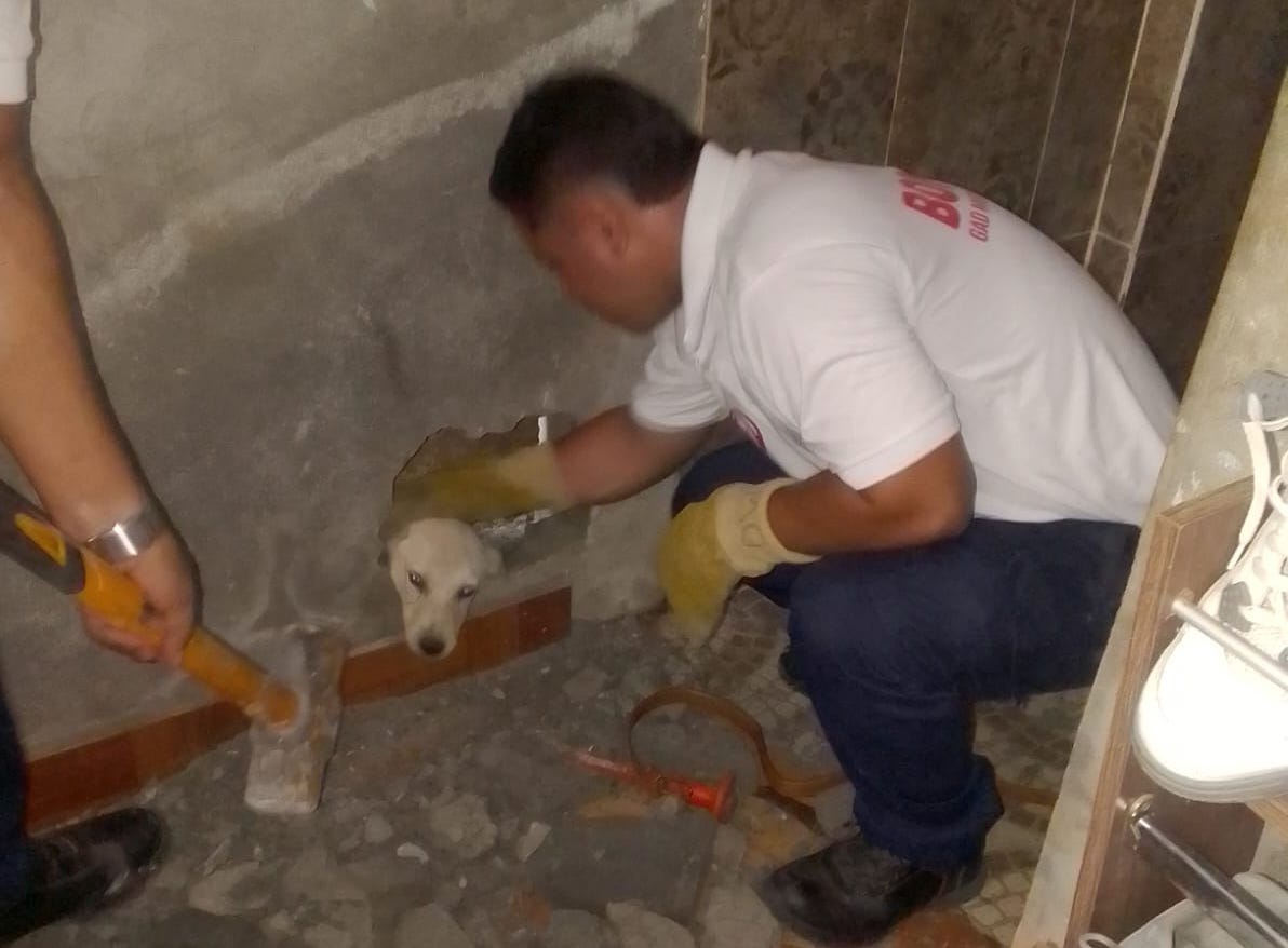El Carmen. Rescatan a 'Chiquito', una mascota atrapada entre dos paredes