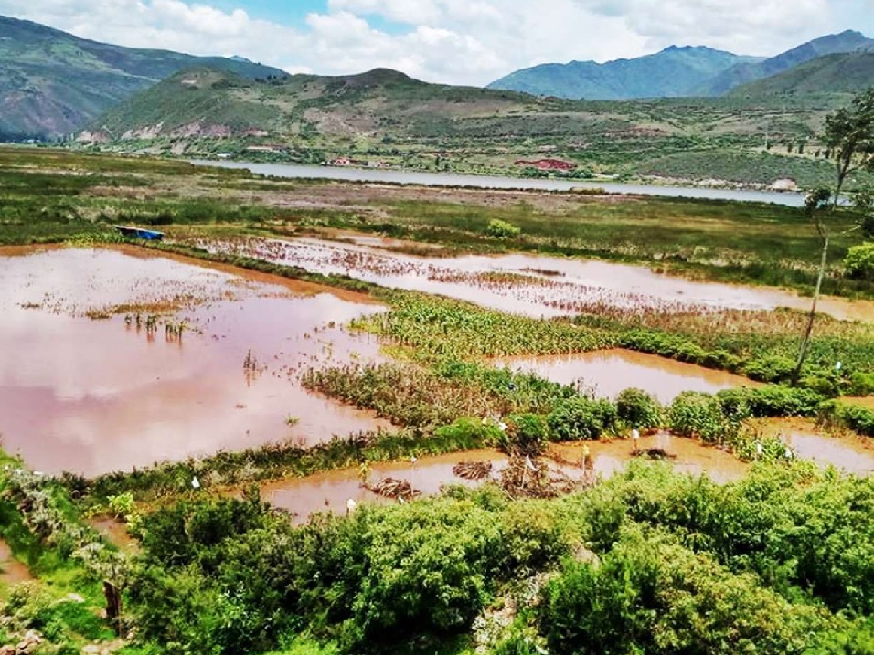 Las intensas lluvias han provocado pérdidas millonarias en el sector agrícola, afectando principalmente a los cultivos de arroz y maíz.