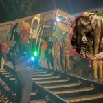 Mundo. Tren arrolla a manada de elefantes en Sri Lanka y deja seis de ellos muertos