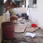 Portoviejo. Perro de la familia que murió en la ciudadela Fátima no para de llorar