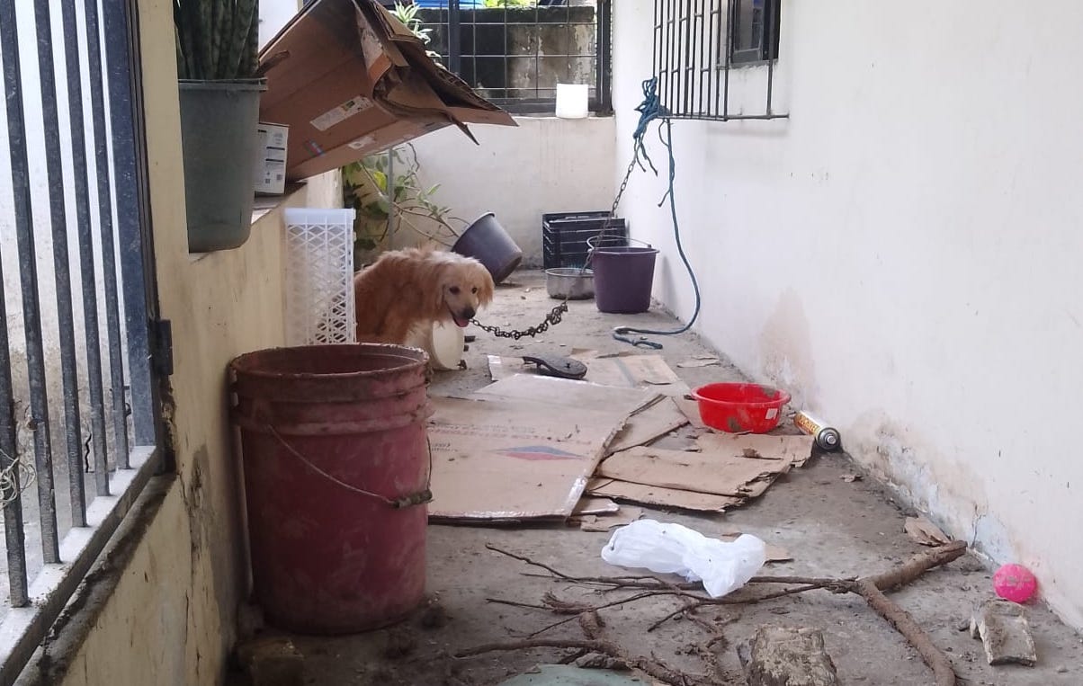 Portoviejo. Perro de la familia que murió en la ciudadela Fátima no para de llorar