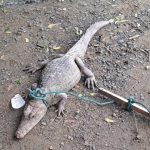 Residentes del sector Los Pinos, en Portoviejo, Manabí, se vieron sorprendidos al hallar un caimán en una de las zonas aledañas a sus casas.