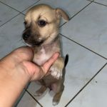 SAN VALENTIN MASCOTAS AMOR Y AMISTAD