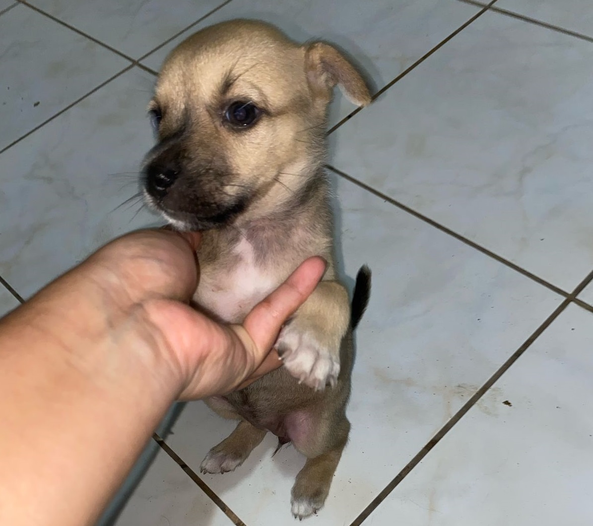 SAN VALENTIN MASCOTAS AMOR Y AMISTAD