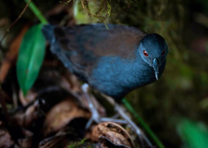 Científicos de la Fundación Charles Darwin anunciaron el redescubrimiento del pachay de Galápagos en la isla Floreana.
