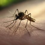 Manabí es la segunda provincia en la región Costa, de Ecuador, con más casos de dengue, según el Ministerio de Salud Pública (MSP).