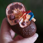 Salud. Claves para prevenir la enfermedad renal crónica y detectarla a tiempo