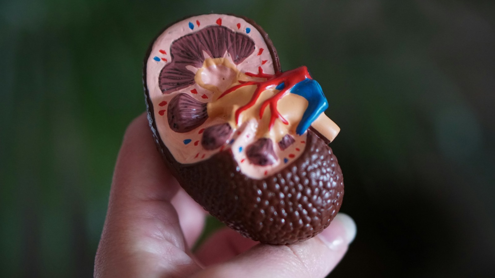 Salud. Claves para prevenir la enfermedad renal crónica y detectarla a tiempo