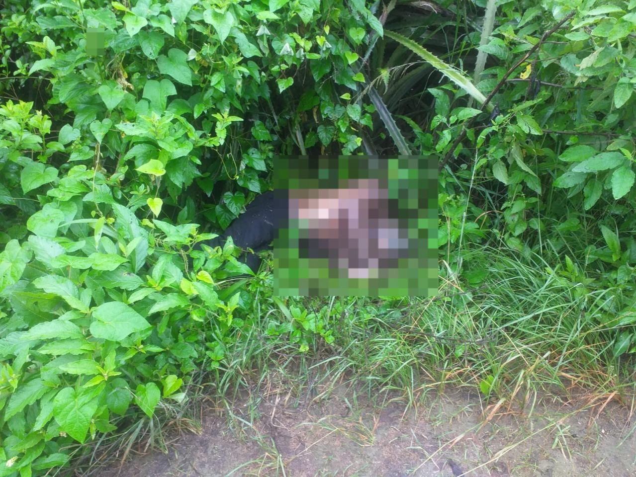Un cadáver en avanzado estado de descomposición se descubrió en un sector rural de Montecristi, en la provincia de Manabí.