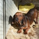 Un perro mató a un bebé recién nacido.