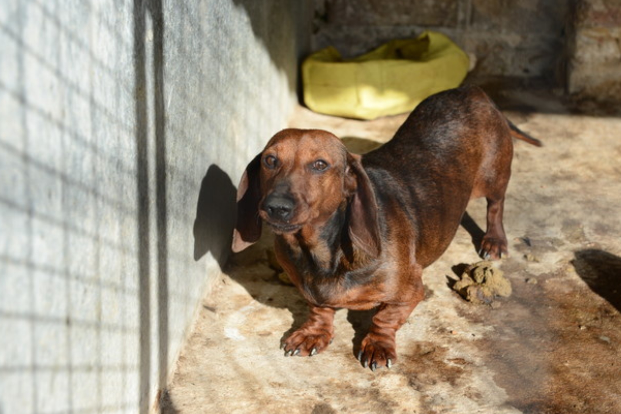 Un perro mató a un bebé recién nacido.