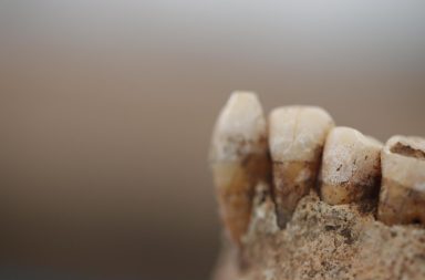 La historia de la alimentación prehistórica a través del sarro dental