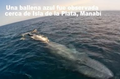 Ballena azul Isla de la Plata Manabí Ecuador