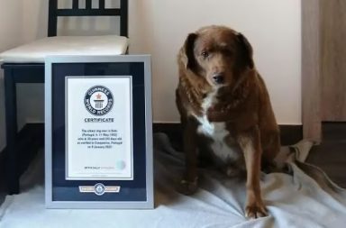 Bobi, un perro portugués, cumplió 31 años el 11 de mayo de 2023. Él es considerado el perro más viejo del mundo.