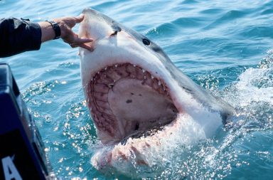 Un grupo de biólogos que grababa un documental sobre tiburones avistó que estos animales estarían comiendo cocaína.