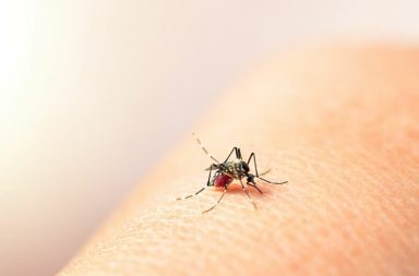 El dengue Manabí Santo Domingo