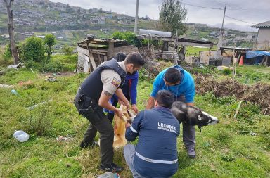 Mujer es sentenciada a tres años de carcel por matar a un perro en Quito