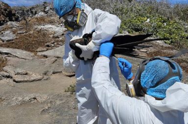 La presencia de varias aves enfermas activaron las alertas en las Islas Galápagos y ahora el gobierno anunció que se trata de gripe aviar.