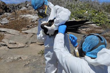 La presencia de varias aves enfermas activaron las alertas en las Islas Galápagos y ahora el gobierno anunció que se trata de gripe aviar.