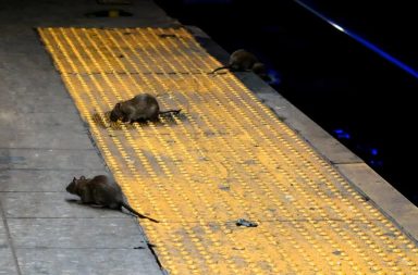 La ciudad de New York está invadida de ratas