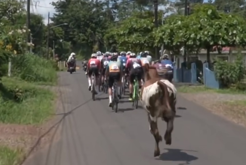 Viral: cow in bicycle race and bear devours a family’s food – El Diario Ecuador