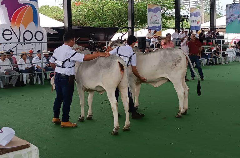 Durante cuatro días se realizará la ExpoCebú en Chone, donde se expondrán más de 730 ejemplares de ganado de raza.