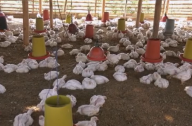 Productores avícolas piden cuarentena por la gripe aviar
