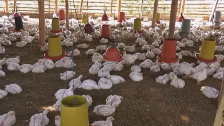 Productores avícolas piden cuarentena por la gripe aviar