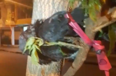 Hallan palomas amarradas a las ramas de un árbol, en Esmeraldas