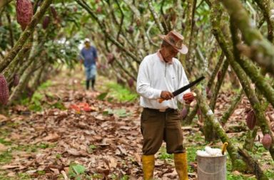 Secado del cacao después de la cosecha