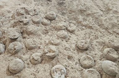 Tres fósiles de huevos de dinosaurio cristalizados son hallados en China