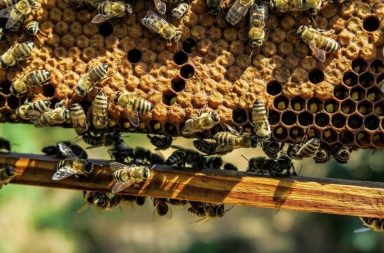 Abejas producen menos miel