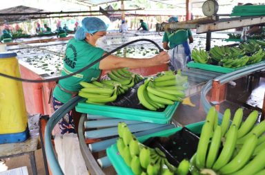 El Gobierno de Rusia ha solicitado a Ecuador suspender el suministro de Banano de cinco exportadoras puntuales.