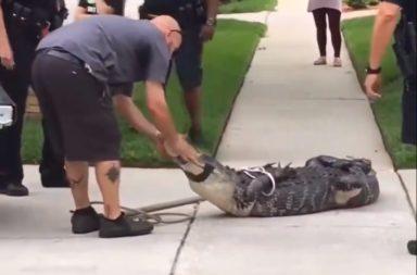 Un caimán de casi dos metros de largo causó asombro y susto en varios residentes de una zona de Orlando, en Florida.