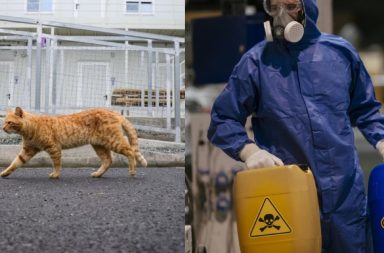 Un gato tóxico ha puesto en alerta a la ciudad japonesa de Fukuyama y las autoridades lo buscan por todos lados.