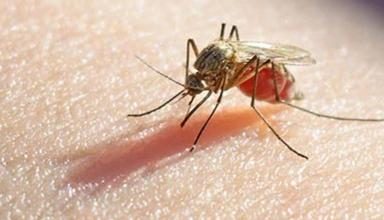 mosquitos resistentes insecticidas casos de dengue