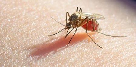 mosquitos resistentes insecticidas casos de dengue