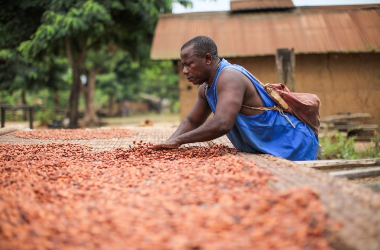 El precio del cacao baja más de un 13% desde los precios récord de más de 10 mil dólares por tonelada