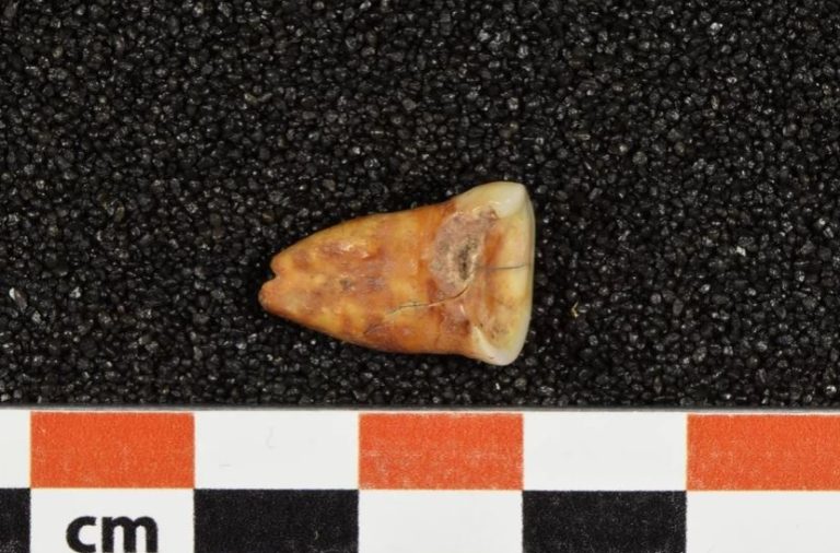 Qué comían los humanos, plantas investigación de diente humano cueva Marruecos