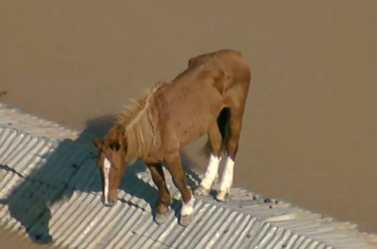 En Brasil rescatan a un caballo que quedó atrapado en un techo