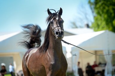 Una rara enfermedad ha sido detectada en un caballo en el cantón Samborondón, en la provincia del Guayas.