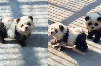 Pintan a dos perritos para que parezcan osos panda