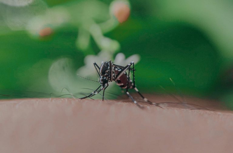 galápagos mosquitos esterilizados